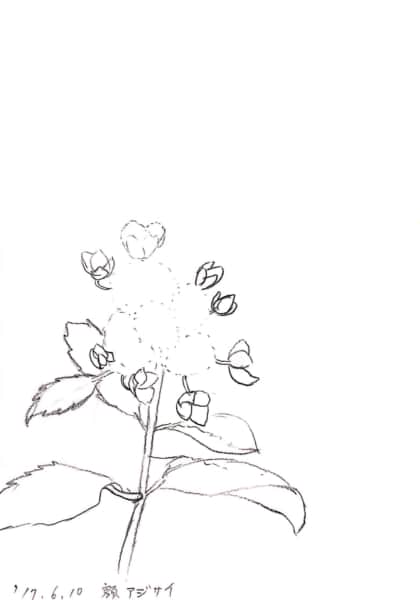 紫陽花のデッサン