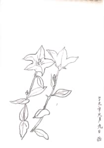 桔梗のデッサン