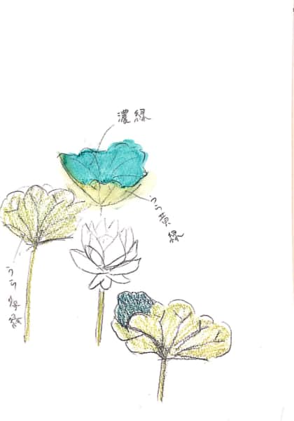 蓮の花と葉のデッサン
