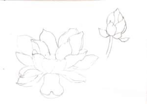 蓮の花のデッサン