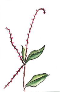 水引(水引草)の花