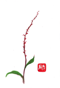 まっすぐ伸びる水引 (水引草)