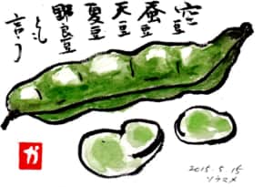 空豆 蚕豆 天豆 夏豆 野良豆とも言う ソラマメ