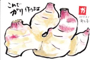 これでガリ作ります　新生姜