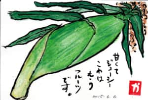 甘くてジューシー　これはもうフルーツです。　とうもろこし