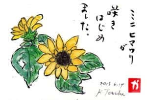 ミニヒマワリが咲きはじめました。