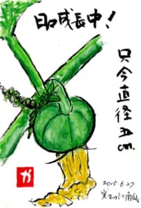 日々成長中！ 只今直径五cm　〜ミニ南瓜〜
