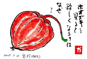 ホオズキを見ると欲しくなるのはなぜ？