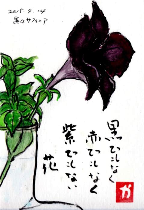 黒でもなく赤でもなく紫でもない花 〜黒のサフィニア〜