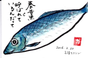 春告魚と呼ばれているんだって 〜子持ちニシン〜