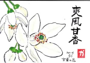 爽風甘香　〜甘夏の花〜