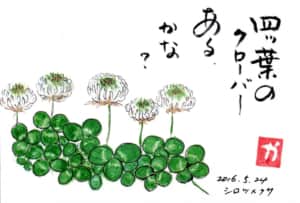 四ツ葉のクローバーあるかな？〜シロツメクサ〜