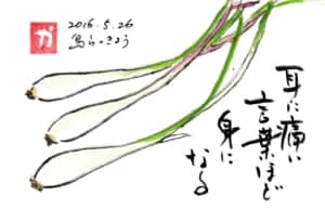 耳に痛い言葉ほど身になる〜島らっきょう〜