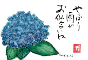 やっぱり雨がお似合いね〜紫陽花〜