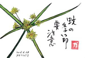 蚊の季節要注意〜カヤツリグサ〜