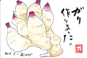 ガリつくりました〜新ショウガ〜