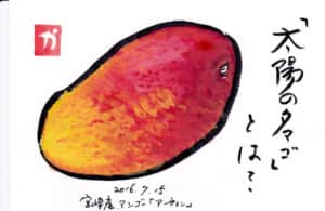 「太陽のタマゴ」とは？〜宮崎産マンゴー「アーウィン」〜