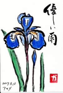 優しい雨　〜アヤメ〜