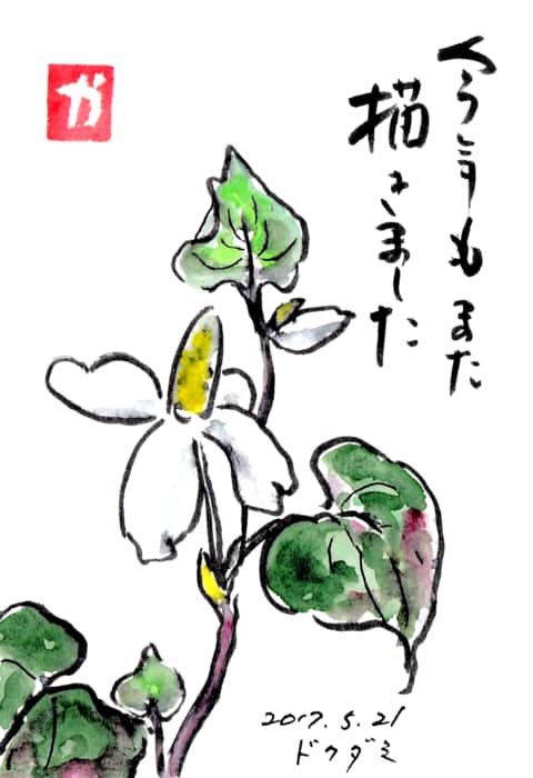 今年もまた咲きました　〜ドクダミの花〜