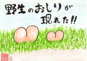 野生のおしりが現れた！