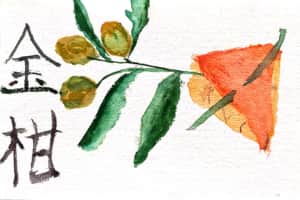 金柑の実
