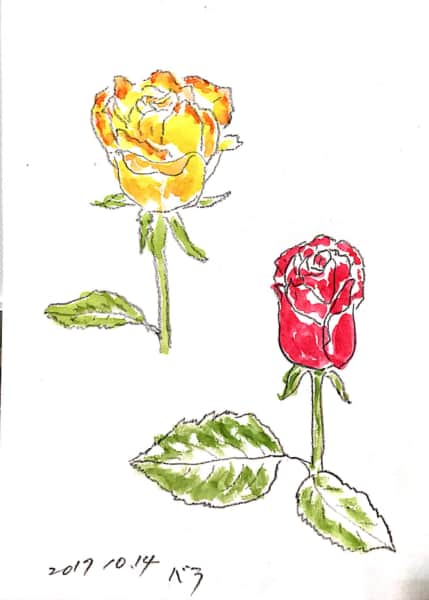 黄色と赤いバラのデッサン