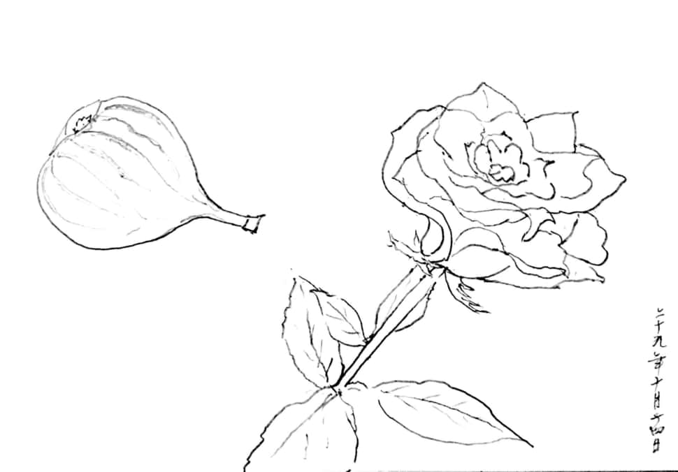 バラの花とイチジクのデッサン