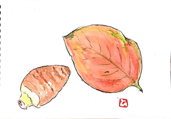 里芋と枯れ葉