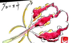 美しいグロリオサをプレゼントで頂いて