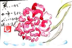 いつまでも咲いているカーネーション