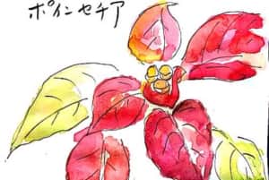 ポインセチア