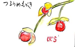 ツルウメモドキ