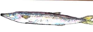 お魚