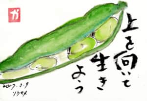 上を向いて生きよう〜ソラマメ〜