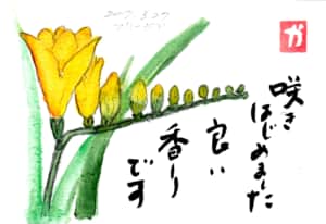 咲きはじめました 良い香りです〜フリージア〜