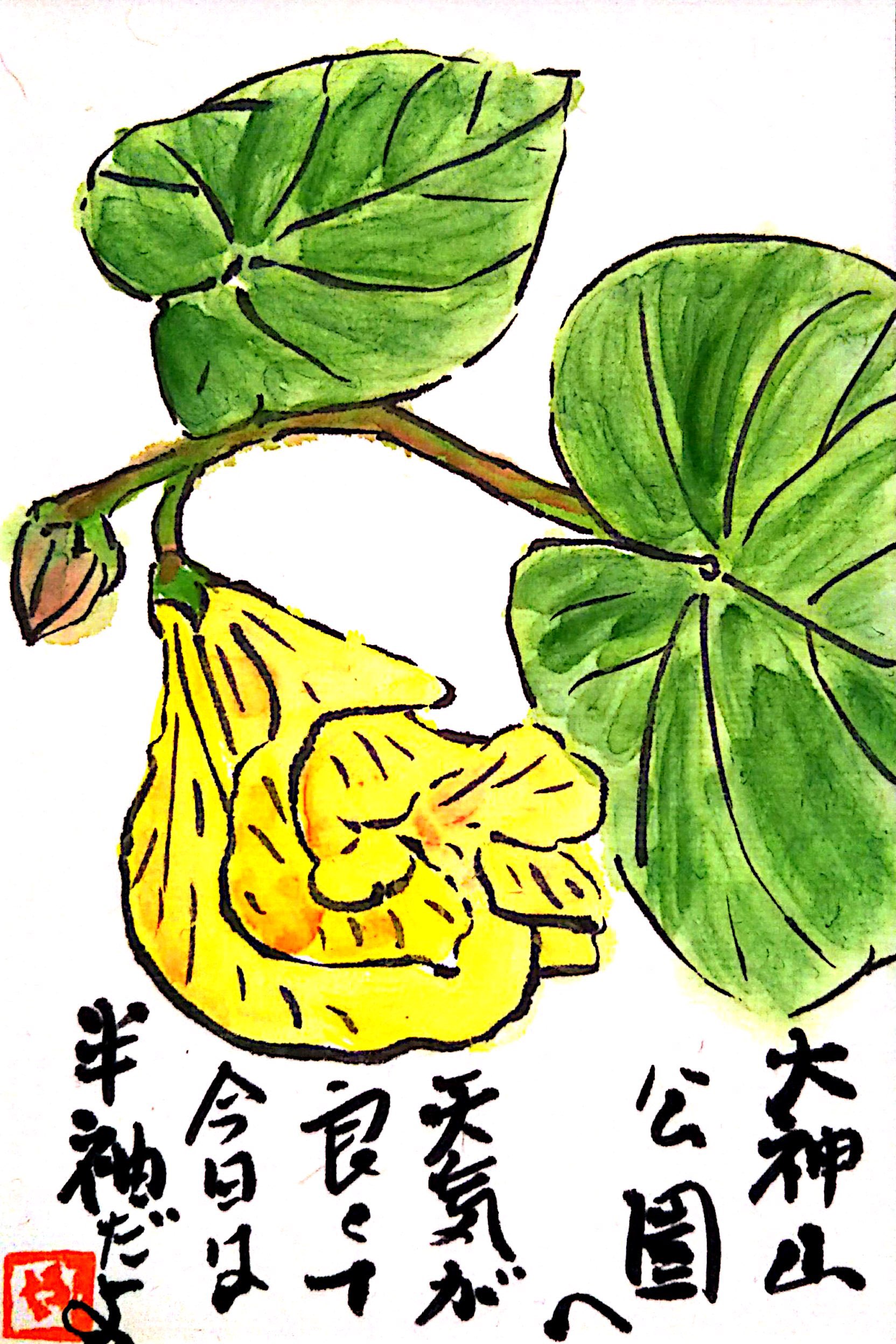 大神山公園へ 今日は天気が良くて半袖だよ〜オオハマボウの花〜