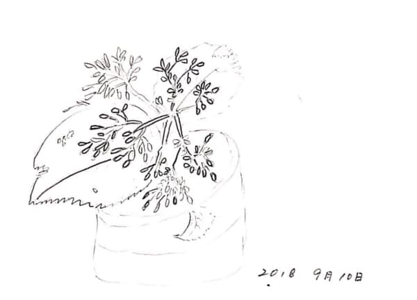 鉢植えの草花のデッサン