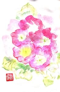 ピンク色のプリムラジュリアンの花