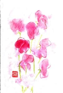 ピンクのスイートピーの花