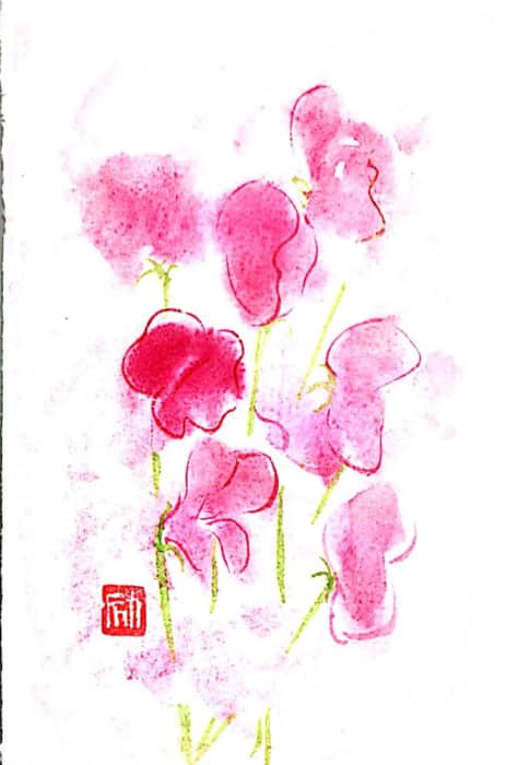 ピンクのスイートピーの花