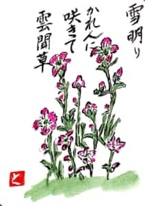 雪明り かれんに咲きて雲間草