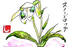 寒い時期に咲くスノードロップ