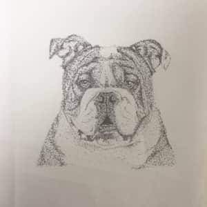 ブルドッグ犬のボールペン画絵手紙