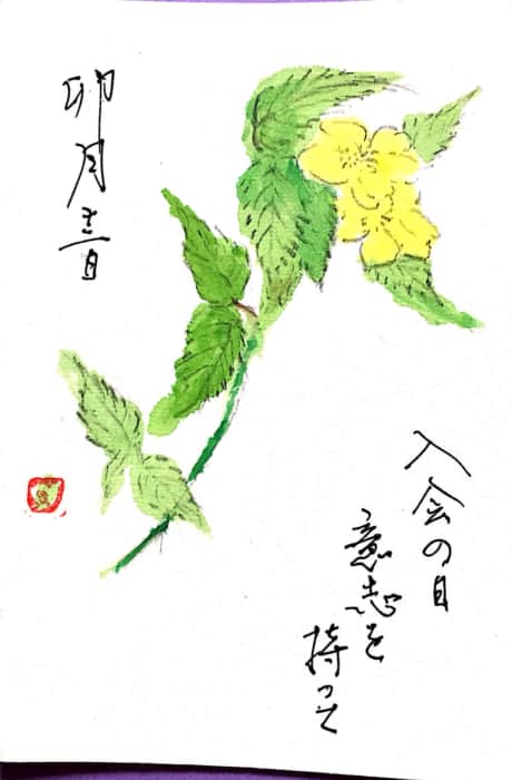 卯月十二日 入会の日 意志を持って 〜黄色山吹の花〜