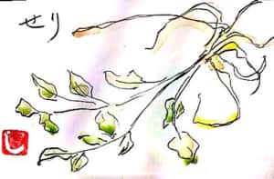 春の七草、セリ