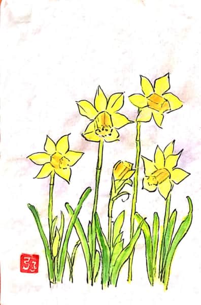 黄水仙の花々