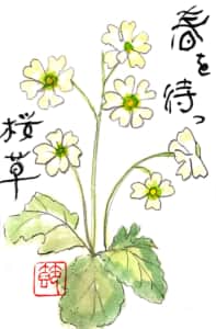 春を待つ白い桜草の花