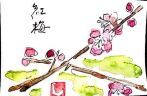 紅梅