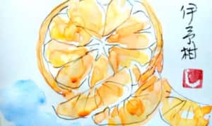 伊予柑の絵手紙