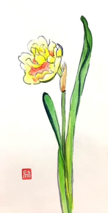 黄色い八重咲き水仙の花